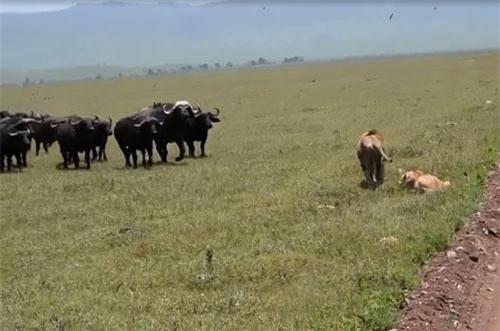 "vợ chồng" sư tử vội vàng bỏ chạy khi đụng độ trâu rừng