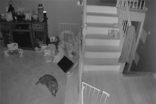 Hồn ma hiện về thăm thú cưng gây ám ảnh