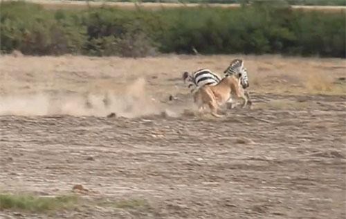 Bao vây ngựa vằn, đàn sư tử vẫn để con mồi chạy mất