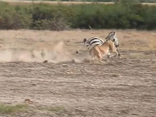 Bao vây ngựa vằn, đàn sư tử vẫn để con mồi chạy mất