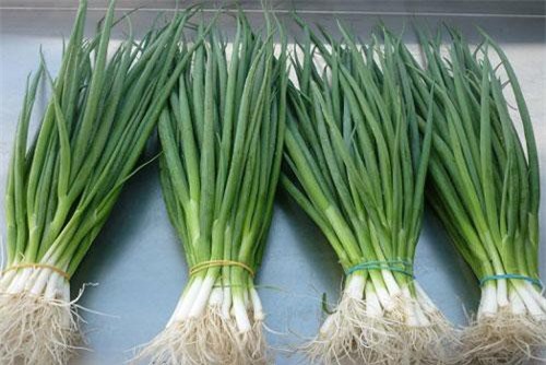 Mách mẹ cách trồng hành lá trong nhà bếp đơn giản, ăn mãi không hết