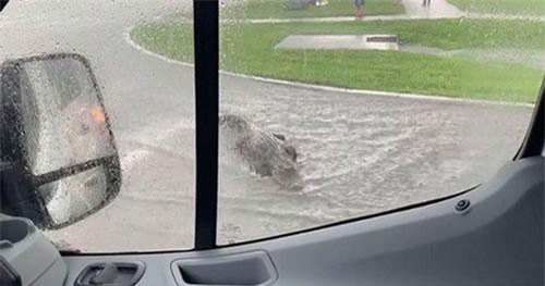 Tài xế hốt hoảng khi thấy cá sấu "khủng" giữa phố thị