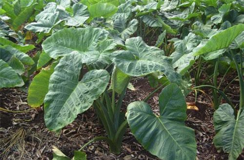 Loại rau người Việt chỉ dùng cho heo ăn lại là "thần dược" ngừa ung thư hiệu quả số 1