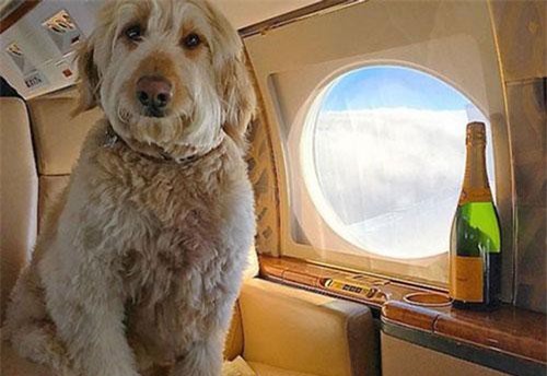 Phát “hờn” chó nhà sống như đại gia, đi siêu xe, xài hàng hiệu...