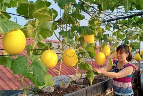 "Đã mắt" với vườn dưa sai trĩu quả ngay trên sân thượng của các mẹ đảm
