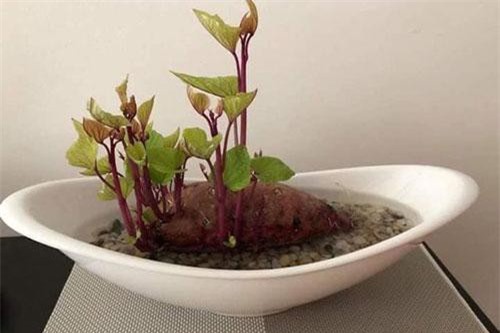 Khoai lang mọc mầm chớ vội vứt đi, bỏ vào cốc thủy tinh sau 1 tuần điều kỳ diệu sẽ xảy ra