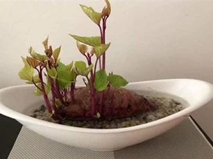 Khoai lang mọc mầm chớ vội vứt đi, bỏ vào cốc thủy tinh sau 1 tuần điều kỳ diệu sẽ xảy ra