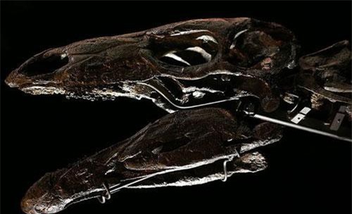 Phát hiện hoá thạch loài khủng long vây kiếm lâu đời nhất thế giới