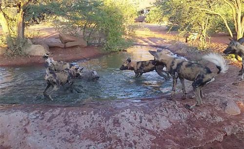 Lợn rừng xuống đầm nước tắm, bị kẻ thù phục kích xé xác