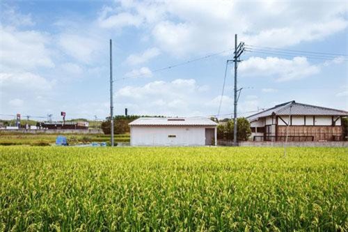 Nhà cấp 4 thiết kế cực tinh tế được xây giữa đồng lúa xanh, khung cảnh vừa đẹp vừa nên thơ
