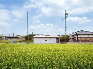 Nhà cấp 4 thiết kế cực tinh tế được xây giữa đồng lúa xanh, khung cảnh vừa đẹp vừa nên thơ