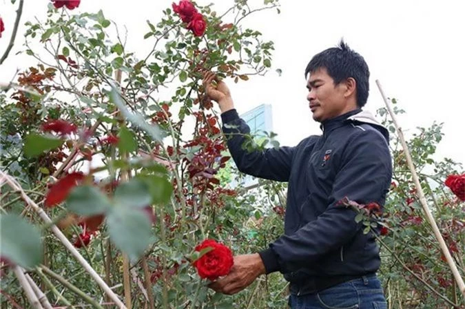 Chàng trai sở hữu vườn hoa hồng có chậu bán đến 150 triệu đồng-3