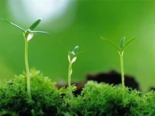 Trong nhà đột nhiên xuất hiện 1 trong 5 dấu hiệu này thì chúc mừng bạn, bởi may mắn đang 'gõ cửa'