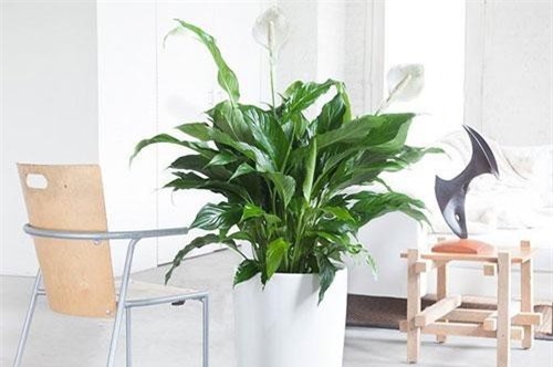 Chỉ cần có cây này trong nhà bạn sẽ thọ lâu trăm tuổi, không ốm đau bệnh tật lại rất tốt về phong thủy