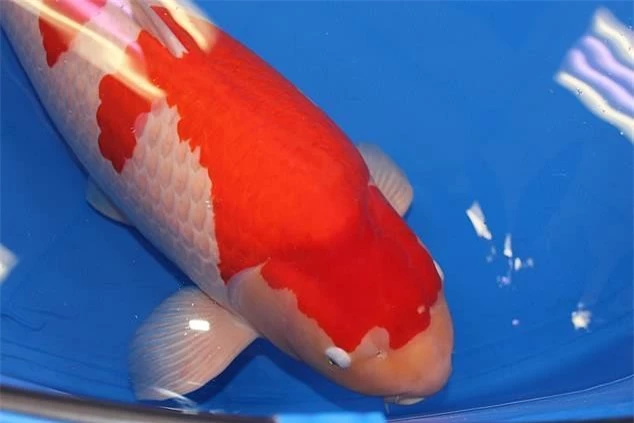 8. Đặc điểm quyết định độ quý hiếm của cá Koi là màu sắc, hoa văn và đạt nhiều giải cao trong các cuộc thi.