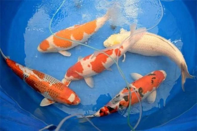 4: Triển lãm cá Koi lần đầu được tổ chức ở thành phố Tokyo