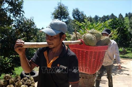 Kh&#xE1;nh H&#xF2;a: T&#x1EF7; ph&#xFA; s&#x1EA7;u ri&#xEA;ng &#x1EDF; huy&#x1EC7;n mi&#x1EC1;n n&#xFA;i Kh&#xE1;nh S&#x1A1;n