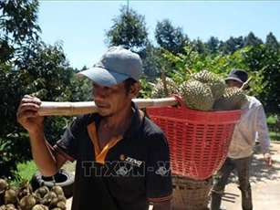 Khánh Hòa: Tỷ phú sầu riêng ở huyện miền núi Khánh Sơn