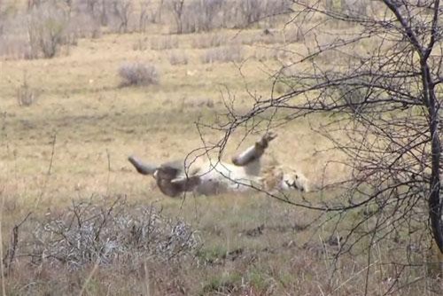 Bất ngờ với lý do khiến sư tử đực lên cơ co giật khi đang chuẩn bị săn linh dương đầu bò