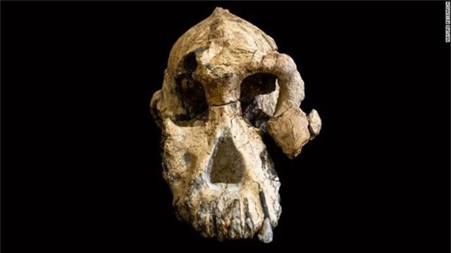 Khuôn mặt tổ tiên lâu đời nhất của con người lần đầu được tiết lộ - Ảnh 3.