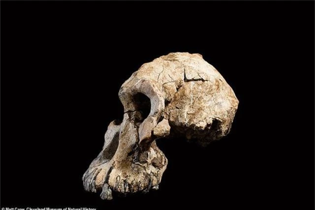 Khuôn mặt tổ tiên lâu đời nhất của con người lần đầu được tiết lộ - Ảnh 4.