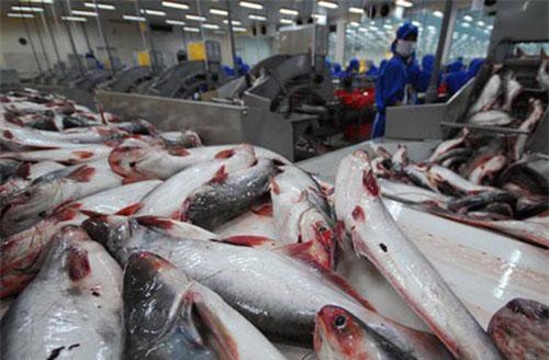 Cá tra Việt trước viễn cảnh "tăng trưởng âm kéo dài"