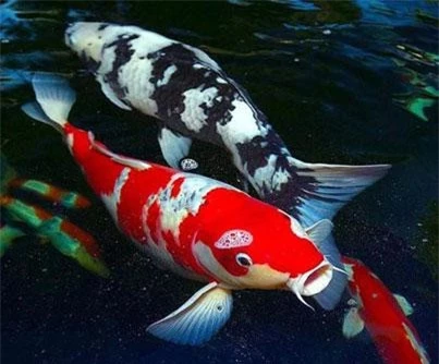 2: Loài cá nào có thể sống hơn 200 năm là cá Koi