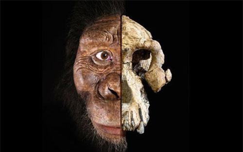 Khuôn mặt tổ tiên lâu đời nhất của con người lần đầu được tiết lộ