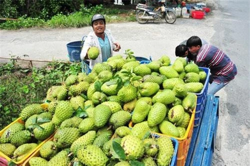 Thương lái thu mua mãng cầu xiêm.