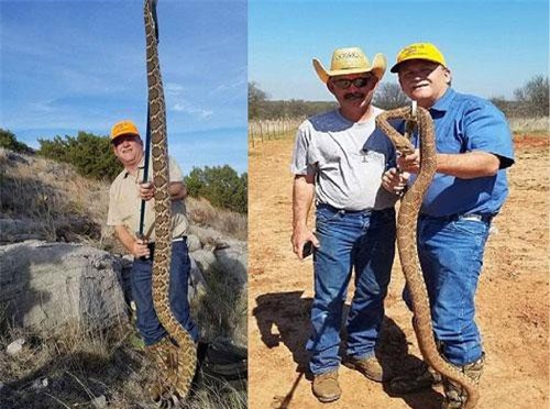 Thợ săn Mỹ “gặp biến” sau khi bắt rắn kịch độc