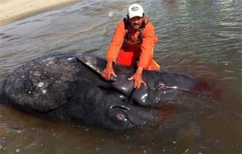 Cận cảnh cá voi xám hai đầu, hai đuôi kỳ quái