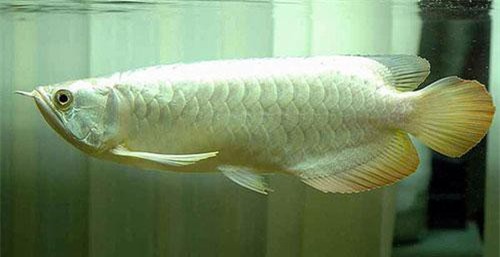 Chiêm ngưỡng cá rồng bạch tạng đắt 'choáng váng' giá 9 tỷ đồng