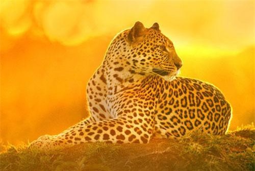 Ngũ đại dã thú châu Phi: Những loài động vật khổng lồ xứ hoang dã