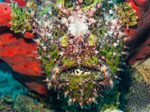 Top 15 bậc thầy ngụy trang động vật