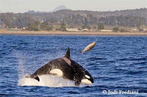 Ảnh hiếm cá voi sát thủ tấn công cá heo