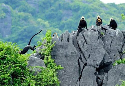 Khám phá những bí ẩn về vườn quốc gia Cát Bà 