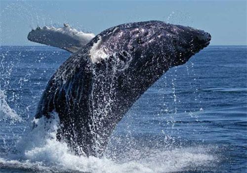 10 khám phá gây "sốc' về cá voi