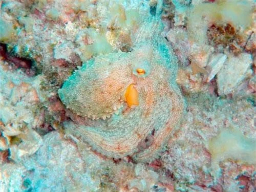 Một con bạch tuộc Địa Trung Hải ngụy trang dưới đáy biển.