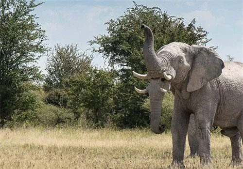 Bức ảnh voi hai vòi gây sốt mạng xã hội.