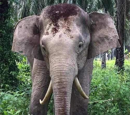 Chú voi có cặp ngà mọc ngược trên đảo Borneo thuộc bang Sabah, Malaysia.