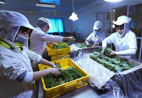 EVFTA: Xuất khẩu nông sản sẽ tăng dần tính chuyên nghiệp