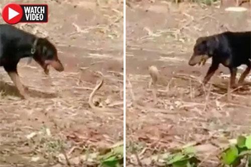 Hổ mang chúa kịch độc tử chiến với chó nhà, một con phải bỏ mạng