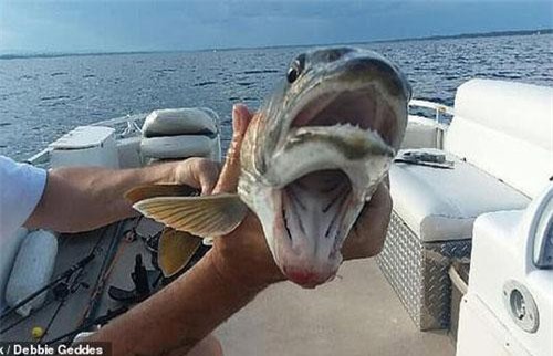 Sốc khi bắt được con cá sở hữu tới 2 cái miệng