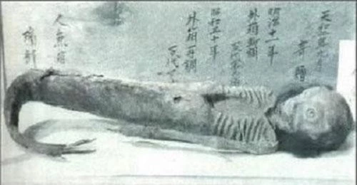 Nàng tiên cá xuất hiện trong nhiều giai thoai, truyền thuyết hấp dẫn của các nước. Theo đó, một số thi hài sinh vật bí ẩn này được tìm thấy gây xôn xao dư luận. Công chúng từng bất ngờ khi nhìn thấy xác ướp người cá Shinto (trong ảnh) có niên đại khoảng 1.400 năm tuổi. Đây là linh vật của môn phái Shinto có mắt và miệng mở rộng, tay có màng móng vuốt sắc nhọn và đuôi dài khoảng 20 cm.