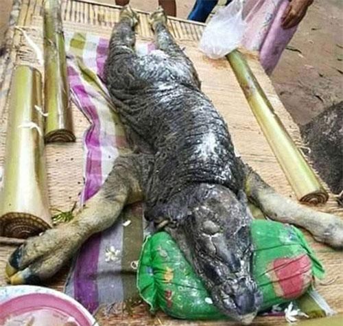 Quái vật lai cá sấu và trâu gây hoang mang ở Thái Lan