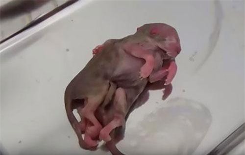 Kỳ dị mèo "2 con nhập một", có 8 chân, 4 tai