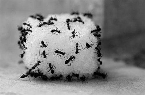 Bỏ túi mẹo đuổi sạch đàn kiến ra khỏi nhà không cần dùng đến 1 giọt hoá chất, nội trợ nhất định phải biết