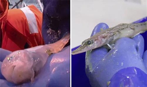 Phát hiện những sinh vật kỳ dị chưa từng thấy dưới biển Nam Cực