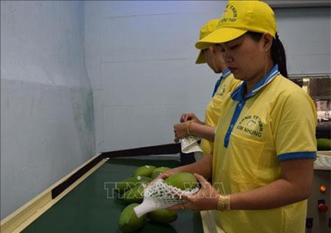 Từ 1/9, EU kiểm dịch thực vật chặt chẽ với nhiều nông sản nhập khẩu