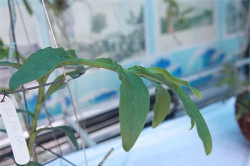 Lan phi điệp 5 cánh trắng giá trăm triệu, trộm thi nhau “hỏi thăm” vườn